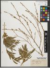 Foto von Salix purpurea L.